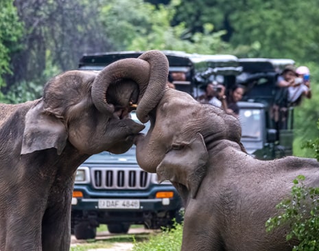 Wildlife